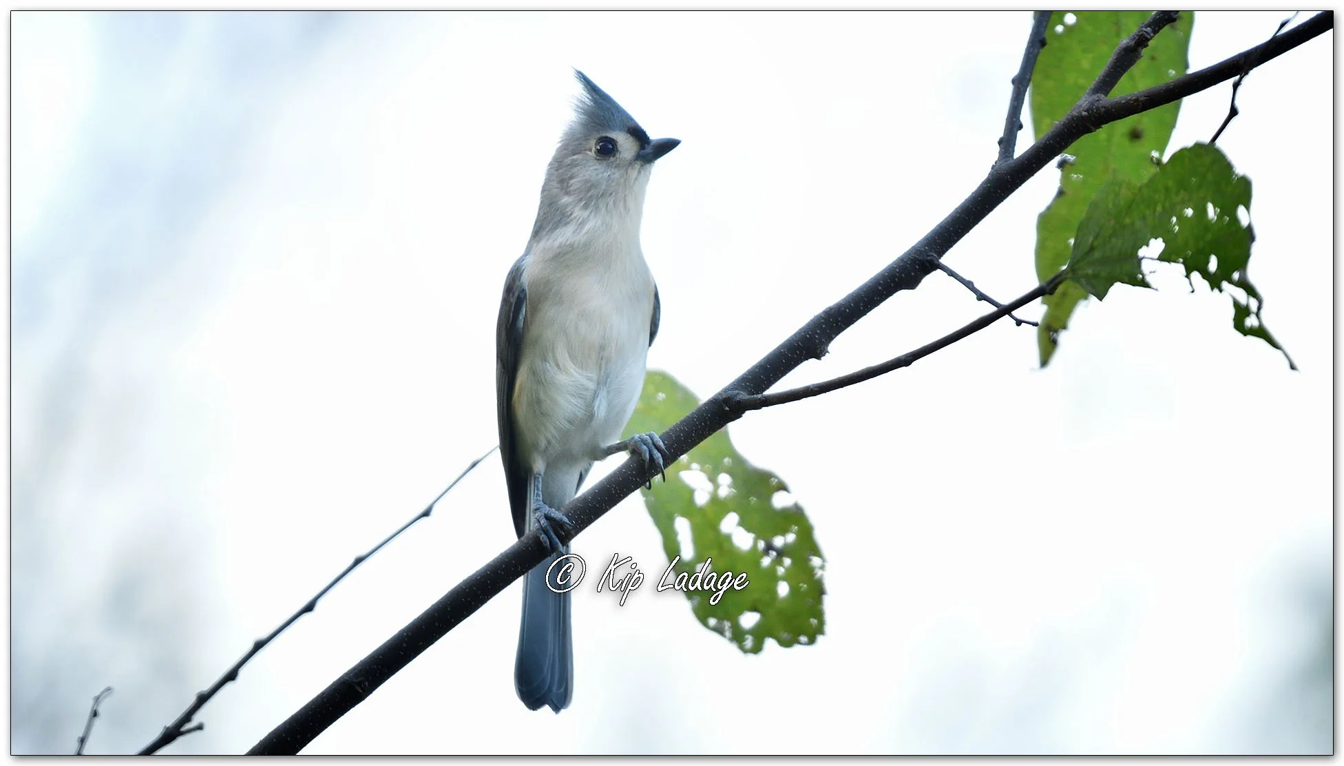 Tufted Titmouse - Image 1167160