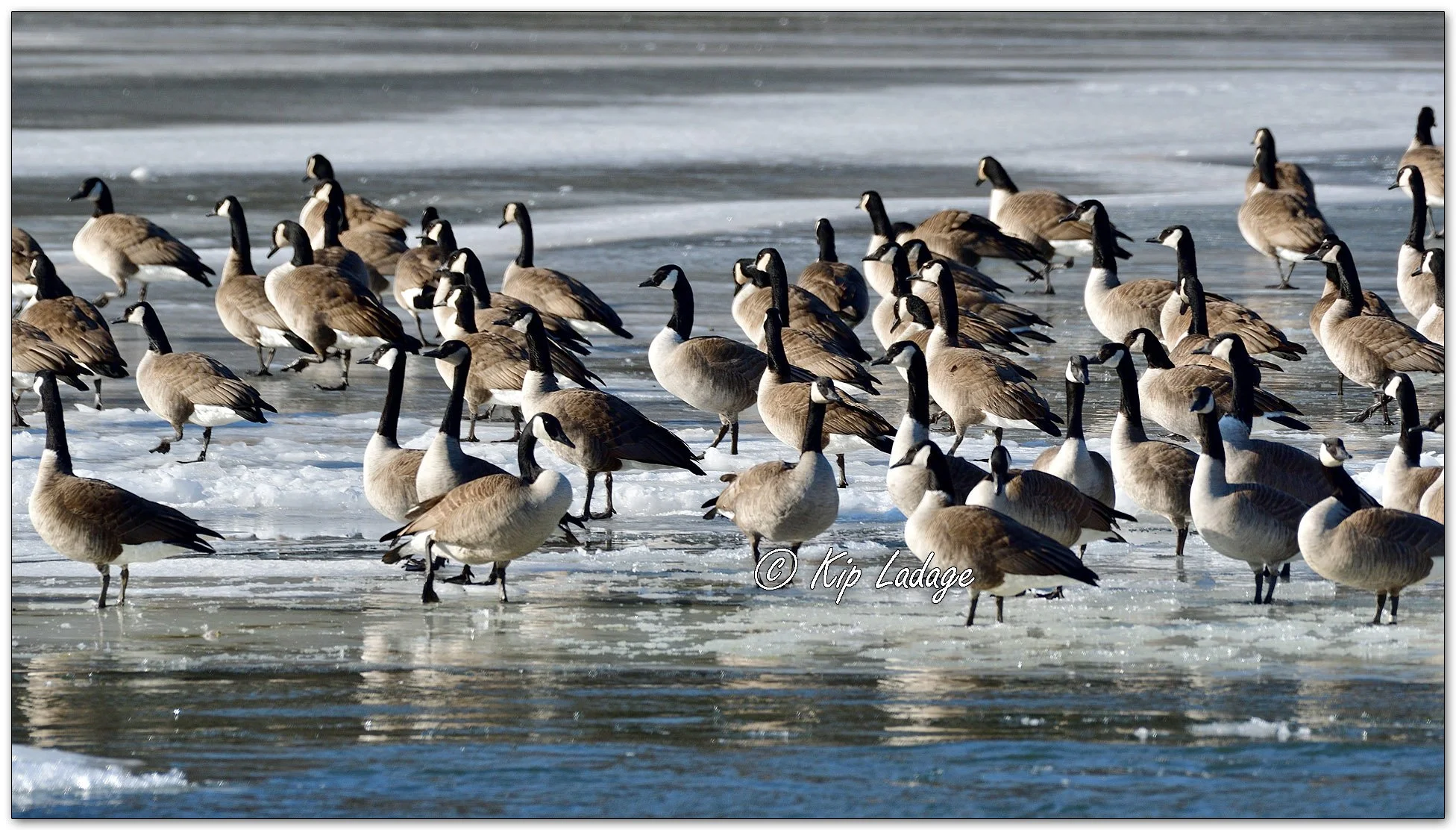Canada Geese on Ice - Image 1063002
