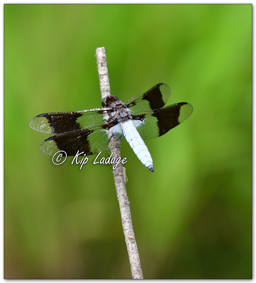 Common Whitetail Skimmer Dragonfly - Image 1114736