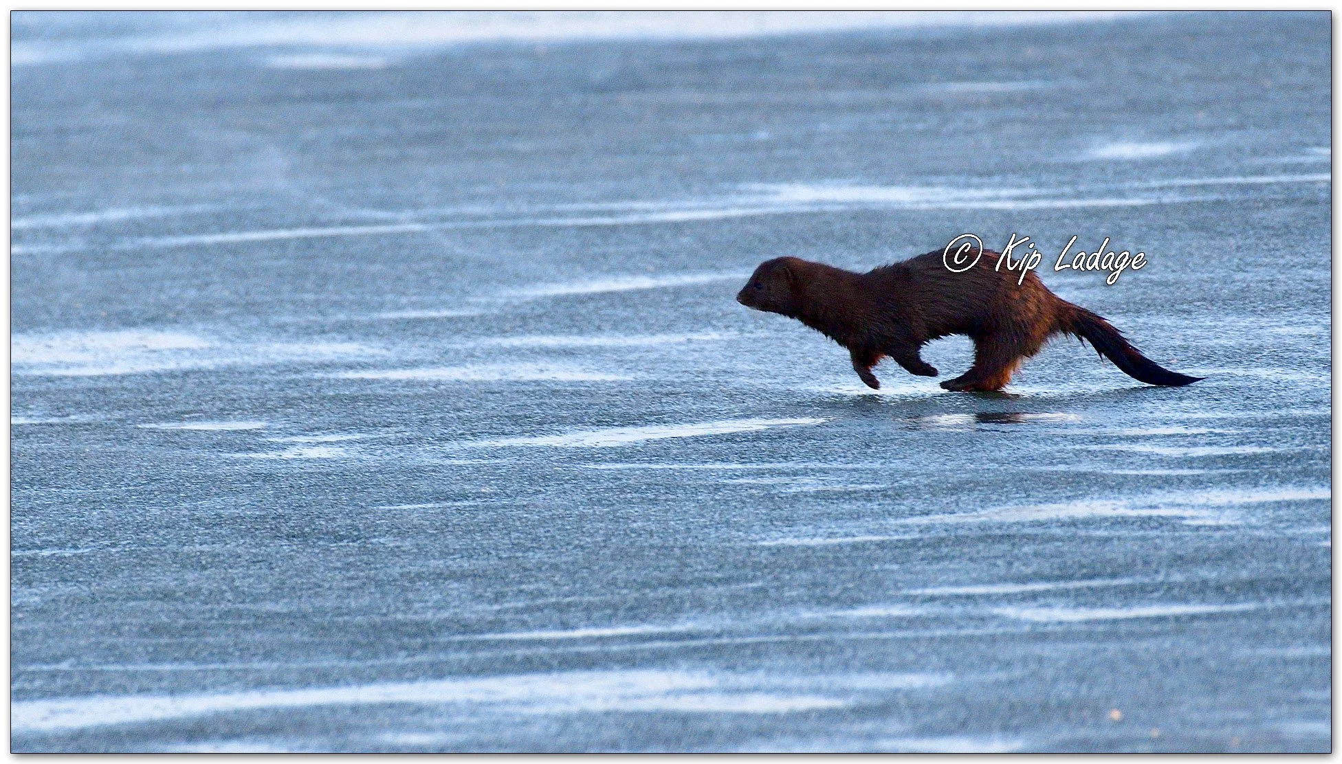 Mink - Image 1071246