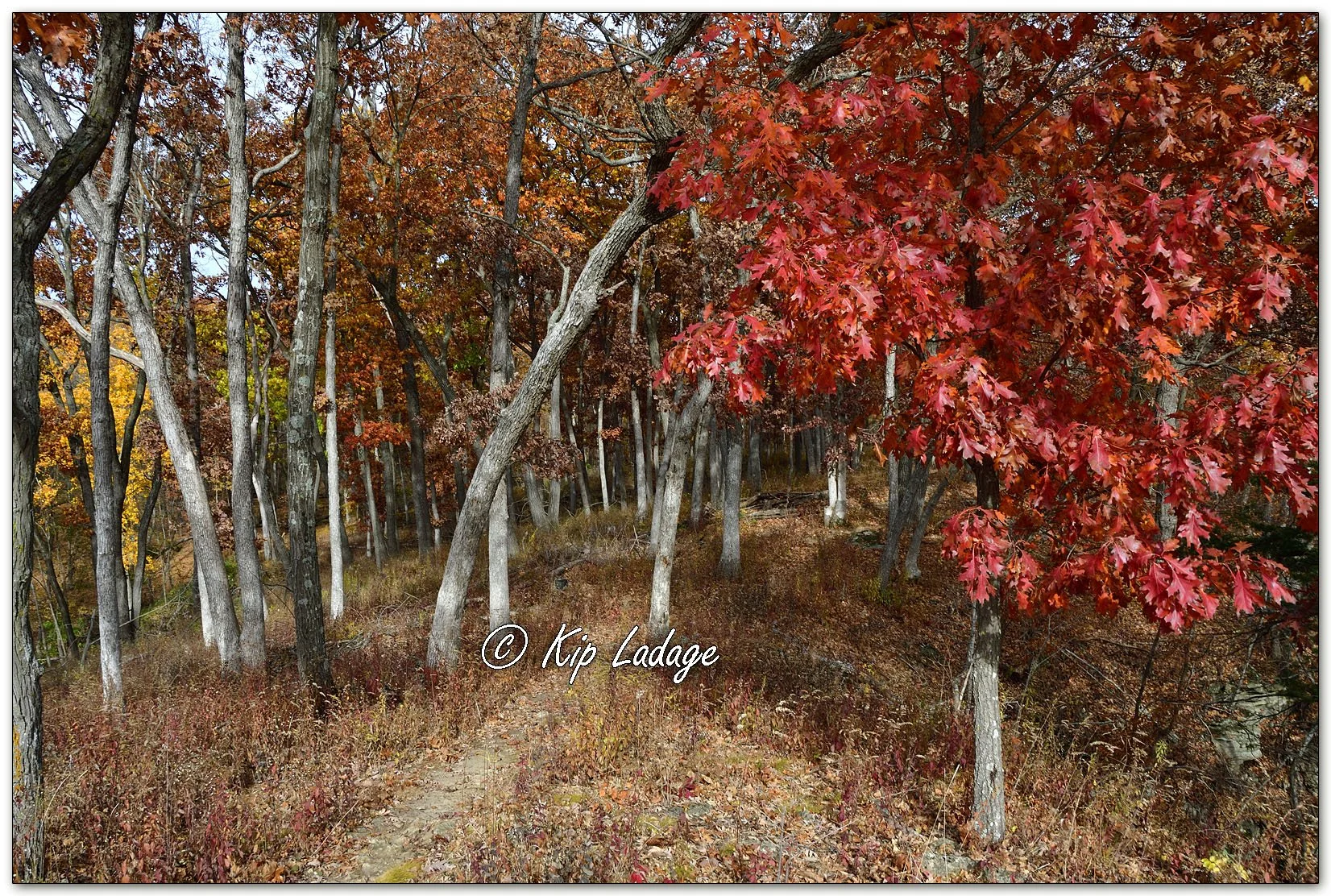 Trees Along Luster Heights Trail - Image 1042926
