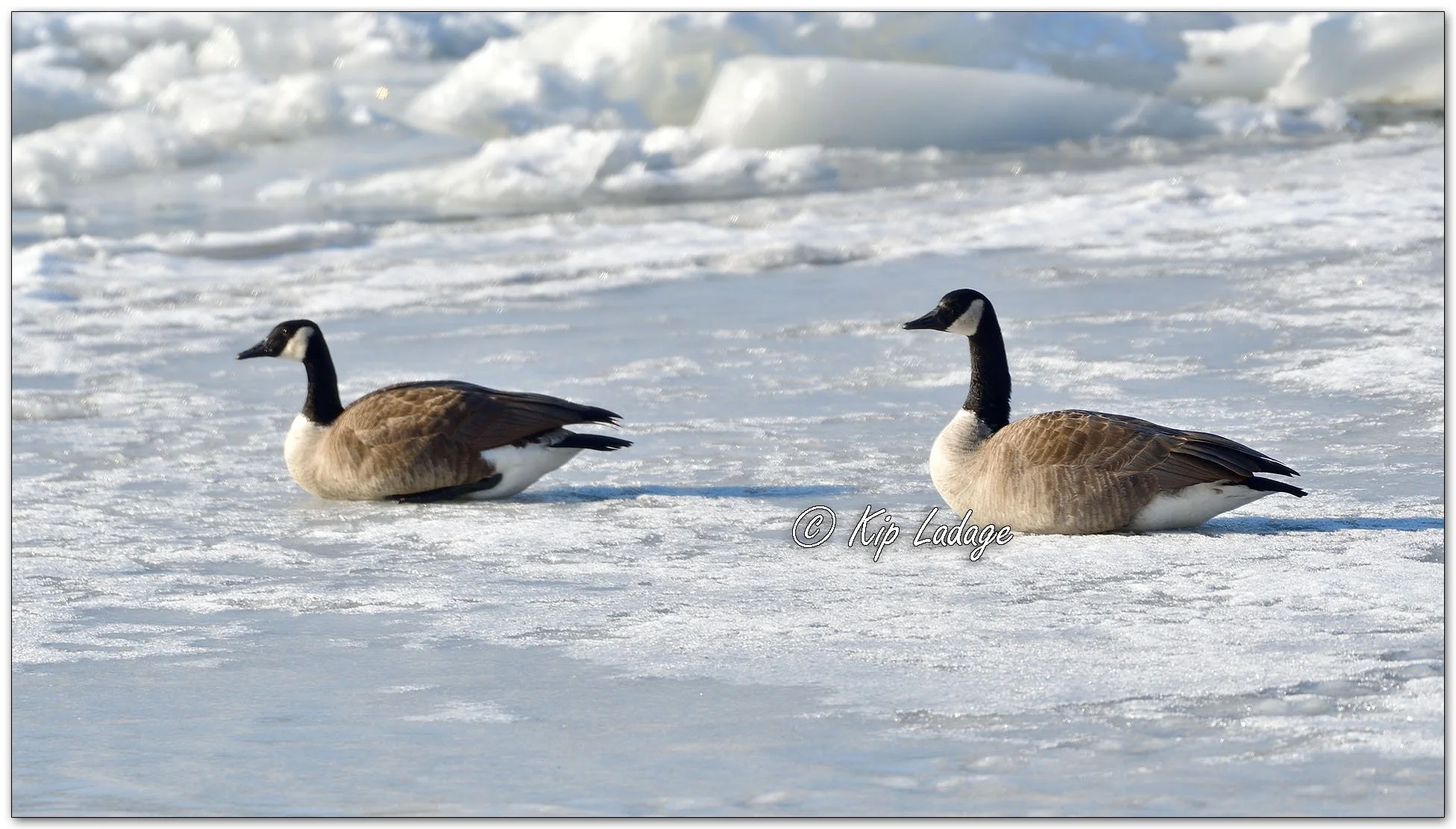 Canada Geese on Ice - Image 1062974