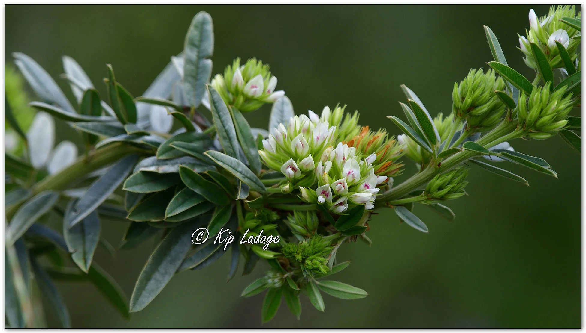 Roundhead Bushclover - Image 1135804