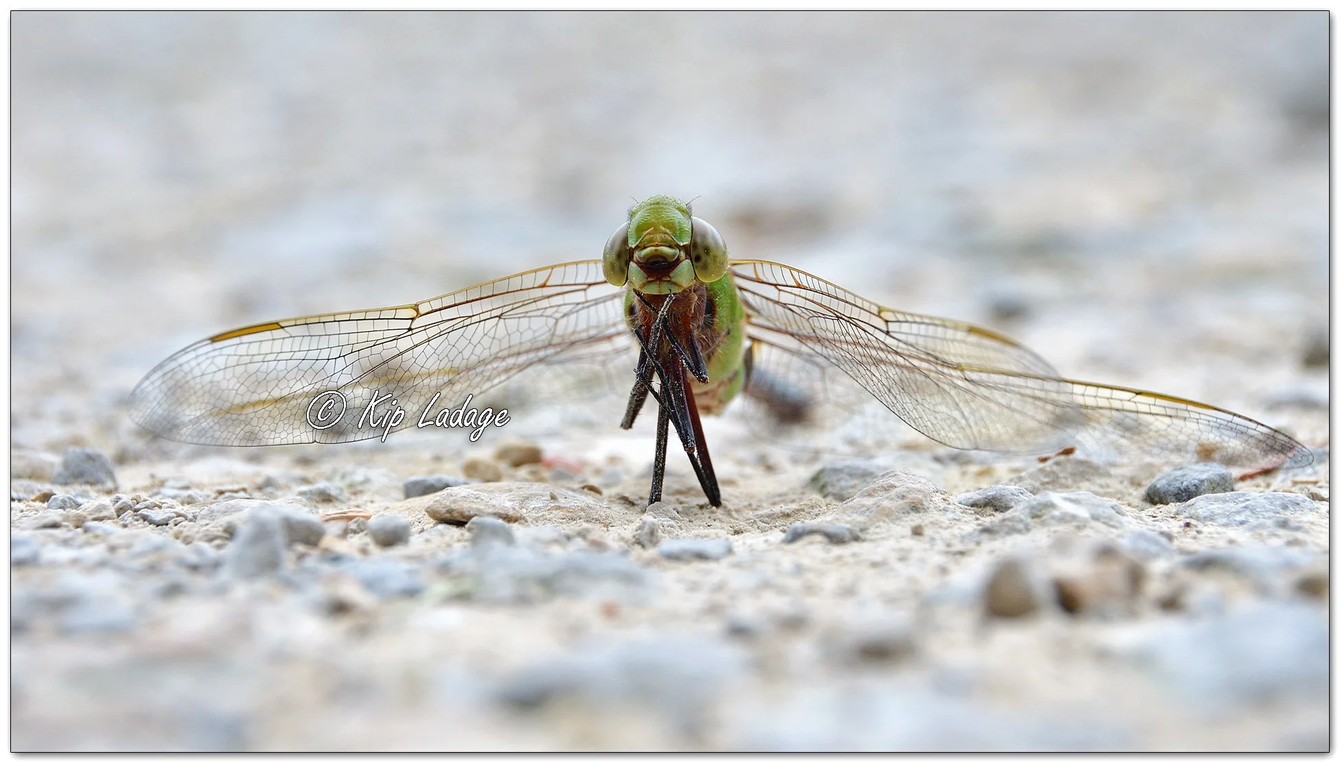 Common Green Darner Dragonfly - Image 1127088