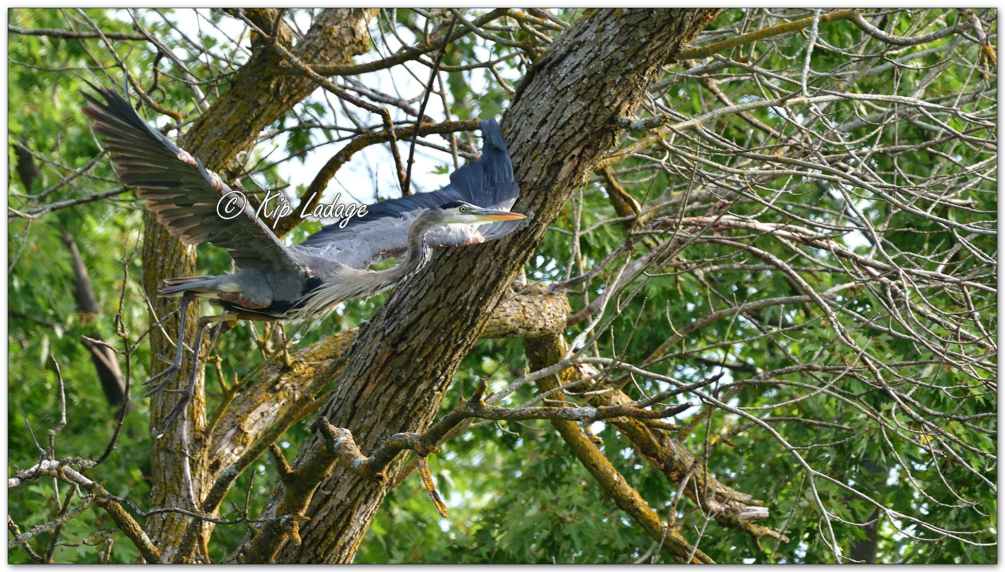 Great Blue Heron - Image 1136602