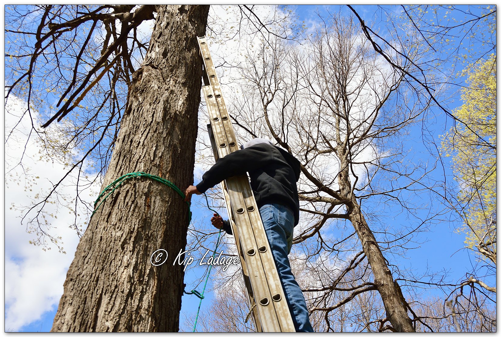 Hanging Artificial Owl Nest - Image 1090700
