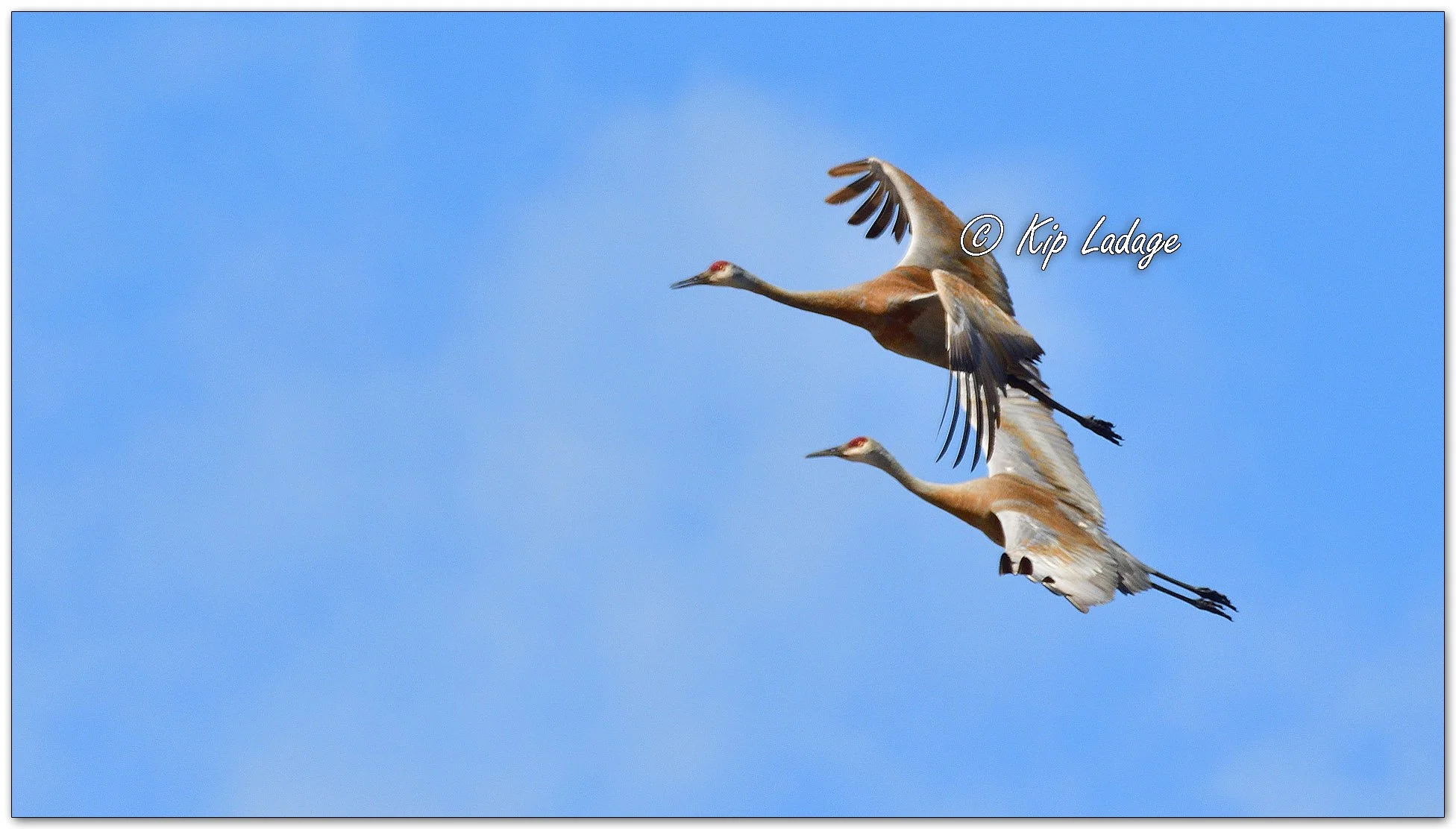 Sandhill Cranes in Flight - Image 1084029