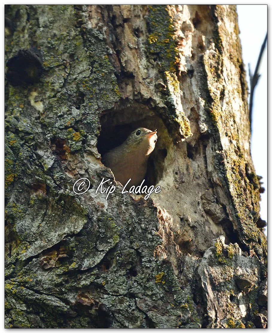 House Wren at Nest Hole - Image 1100120