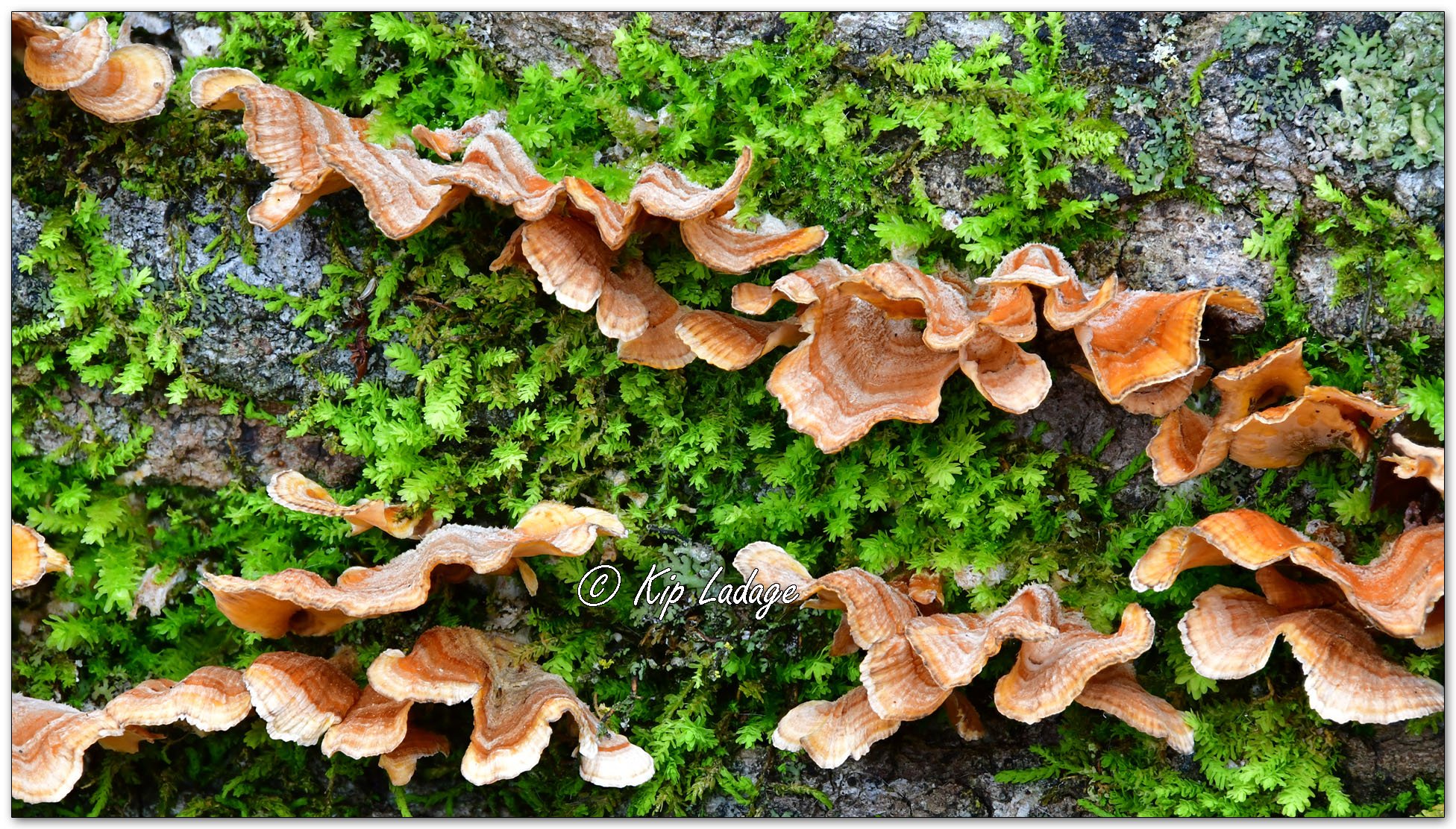 Crowded Parchment FS - Image 1163404