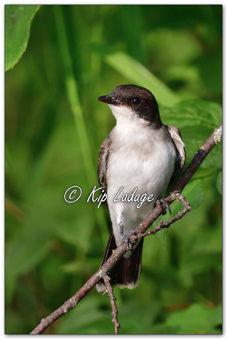 Eastern Kingbird - Image 1126569