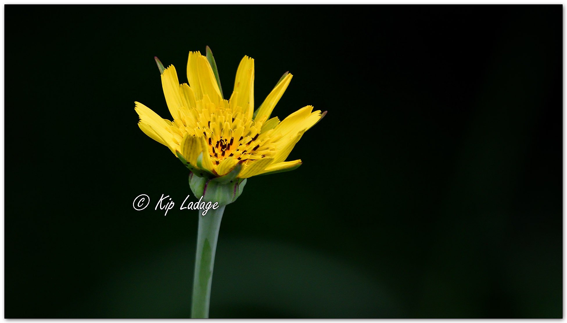 Yellow Goatsbeard - Image 1097609