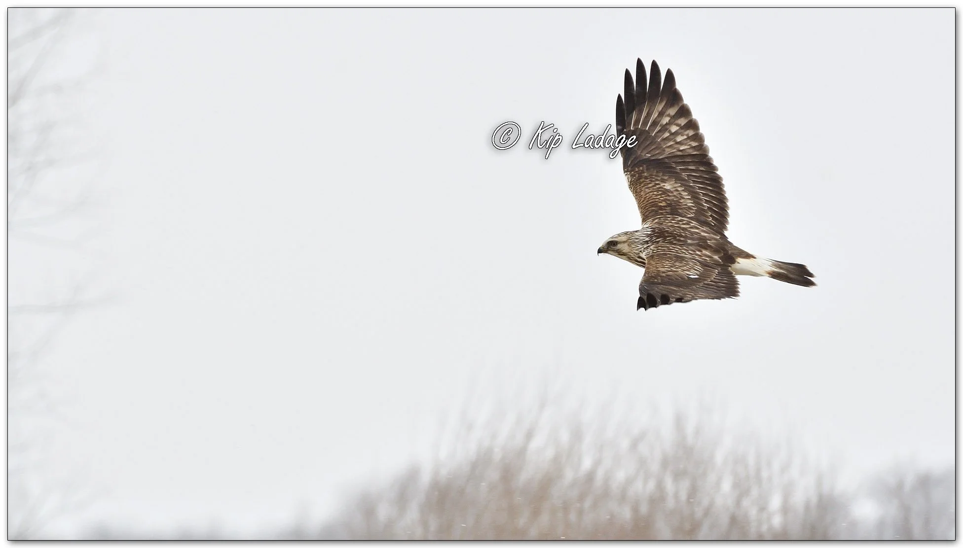 Rough-legged Hawk in Flight - Image 1061072