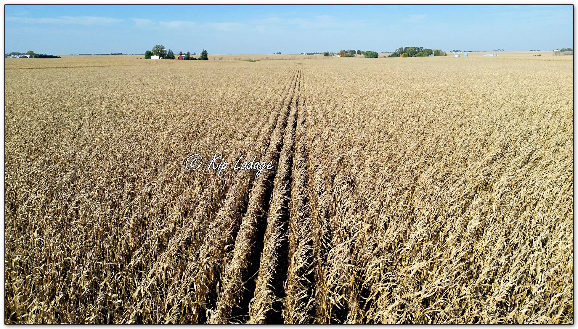Autumn Corn Field - Image 1163170