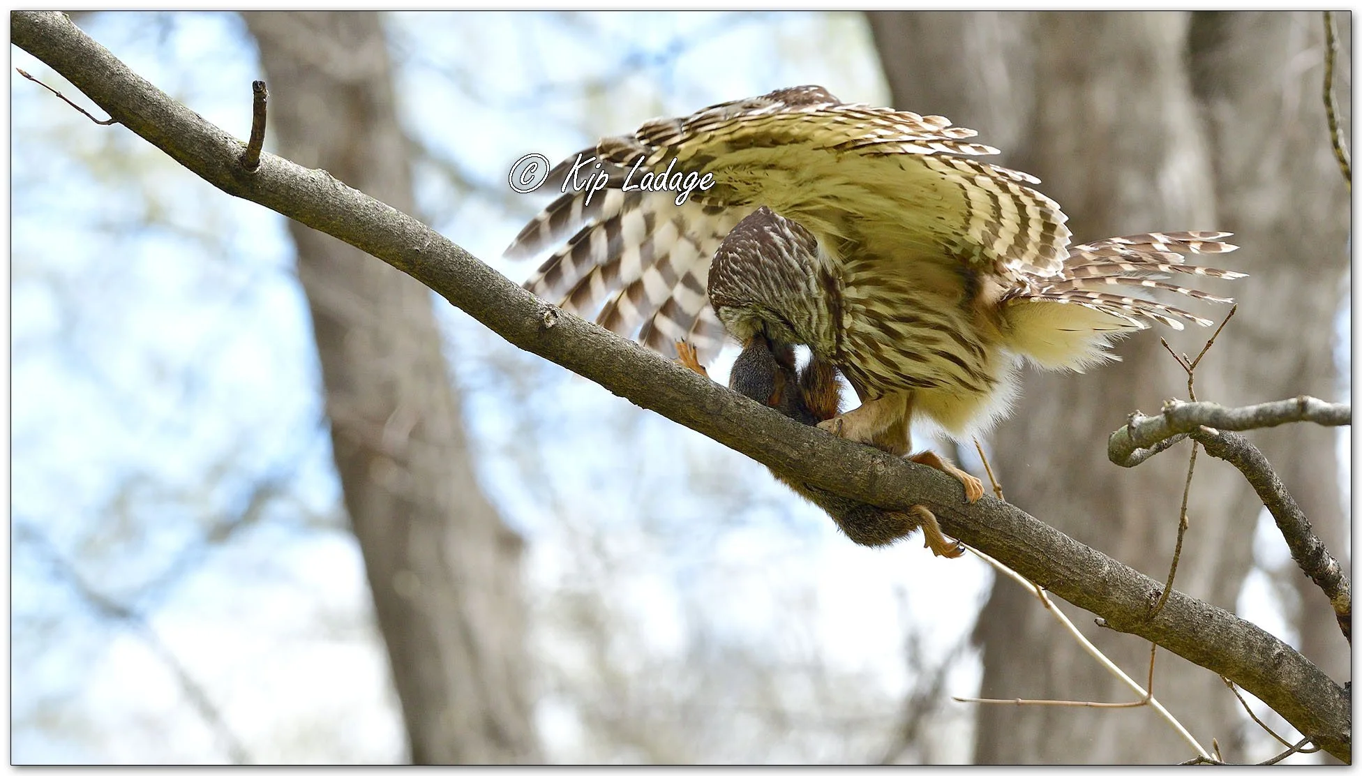 Adult Barred Owl with Young Squirrel - Image 1090443