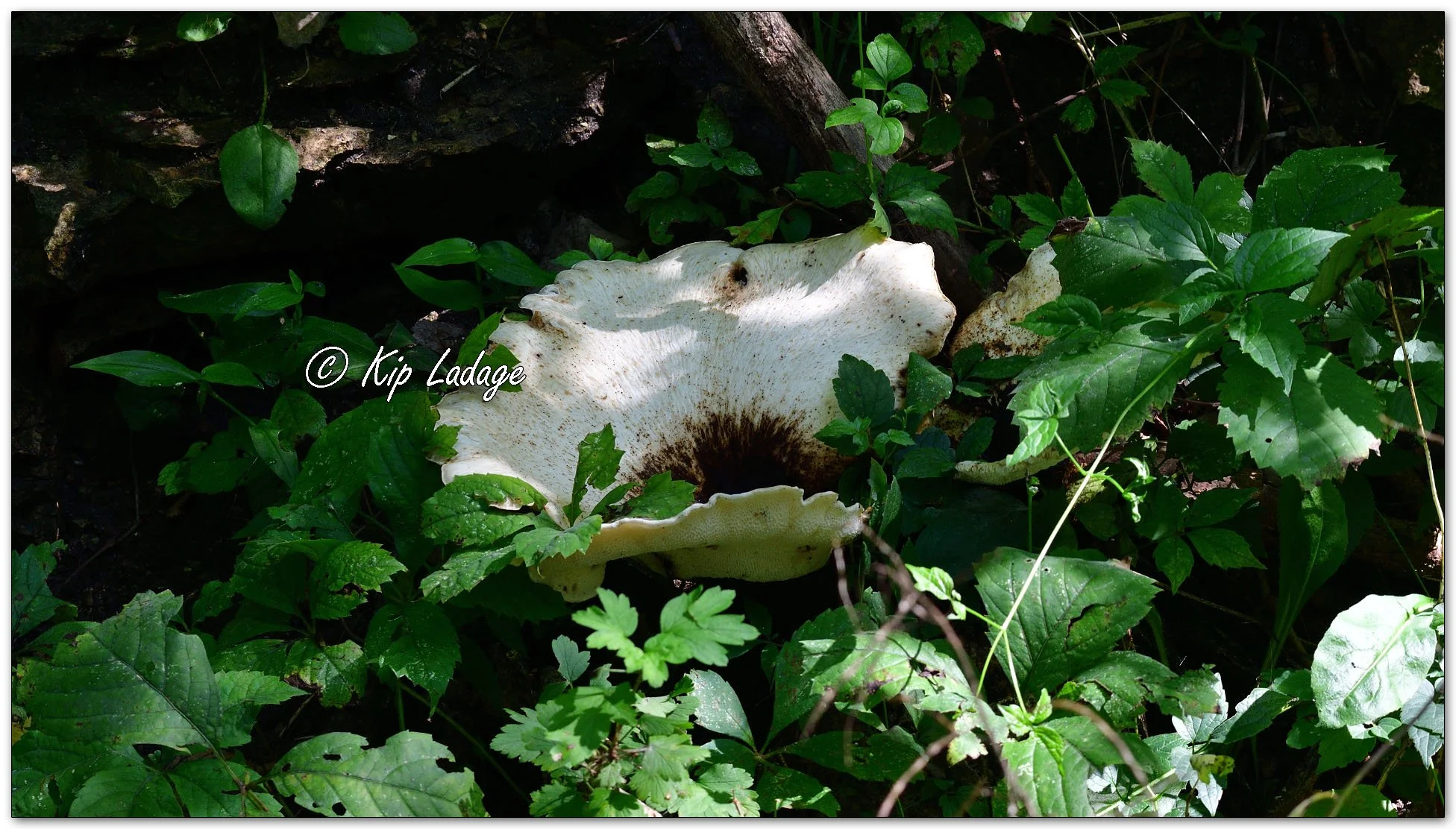 Dryad's Saddle Mushroom - Image 1142909