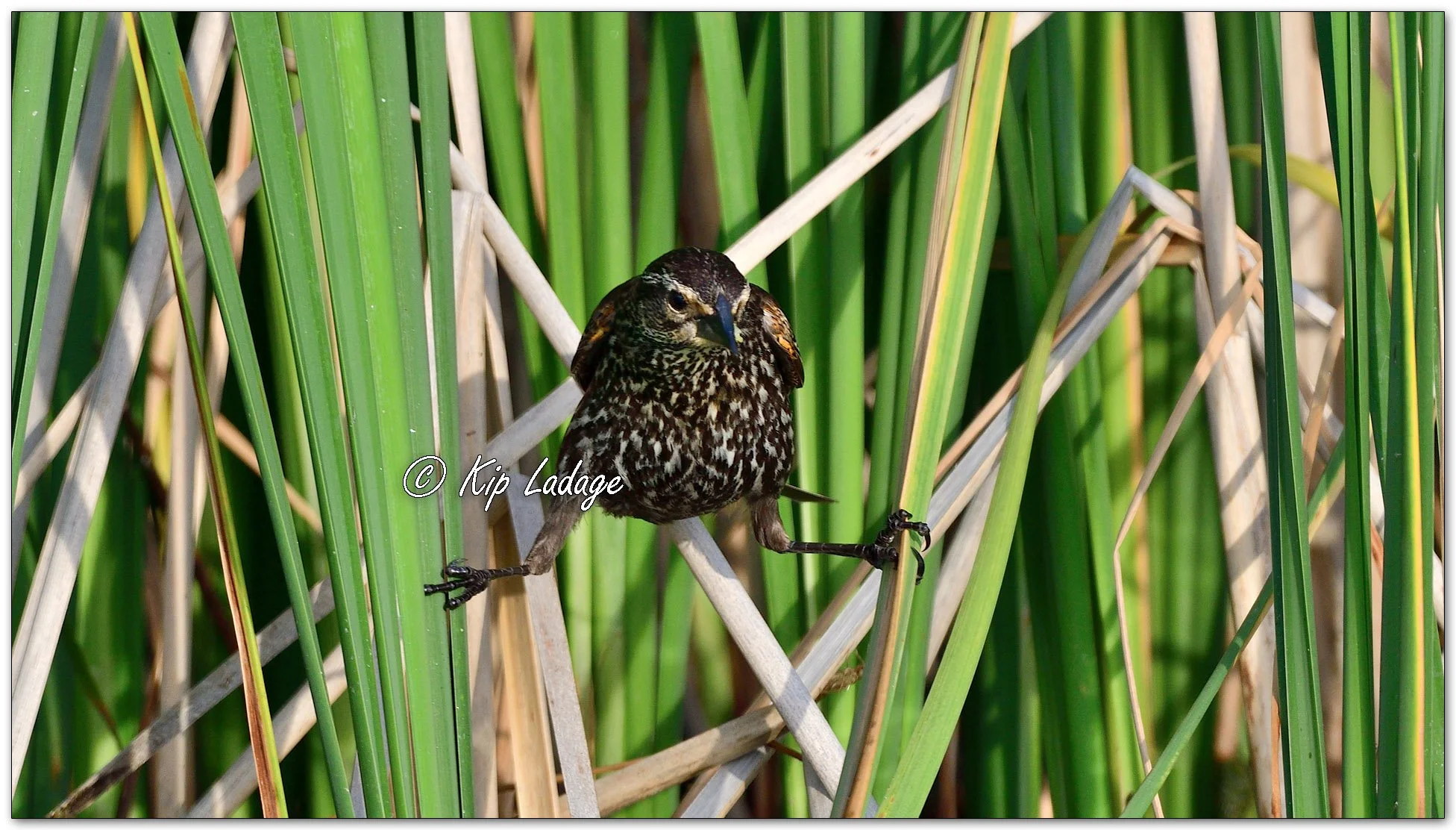 Female Red-winged Blackbird - Image 1106533