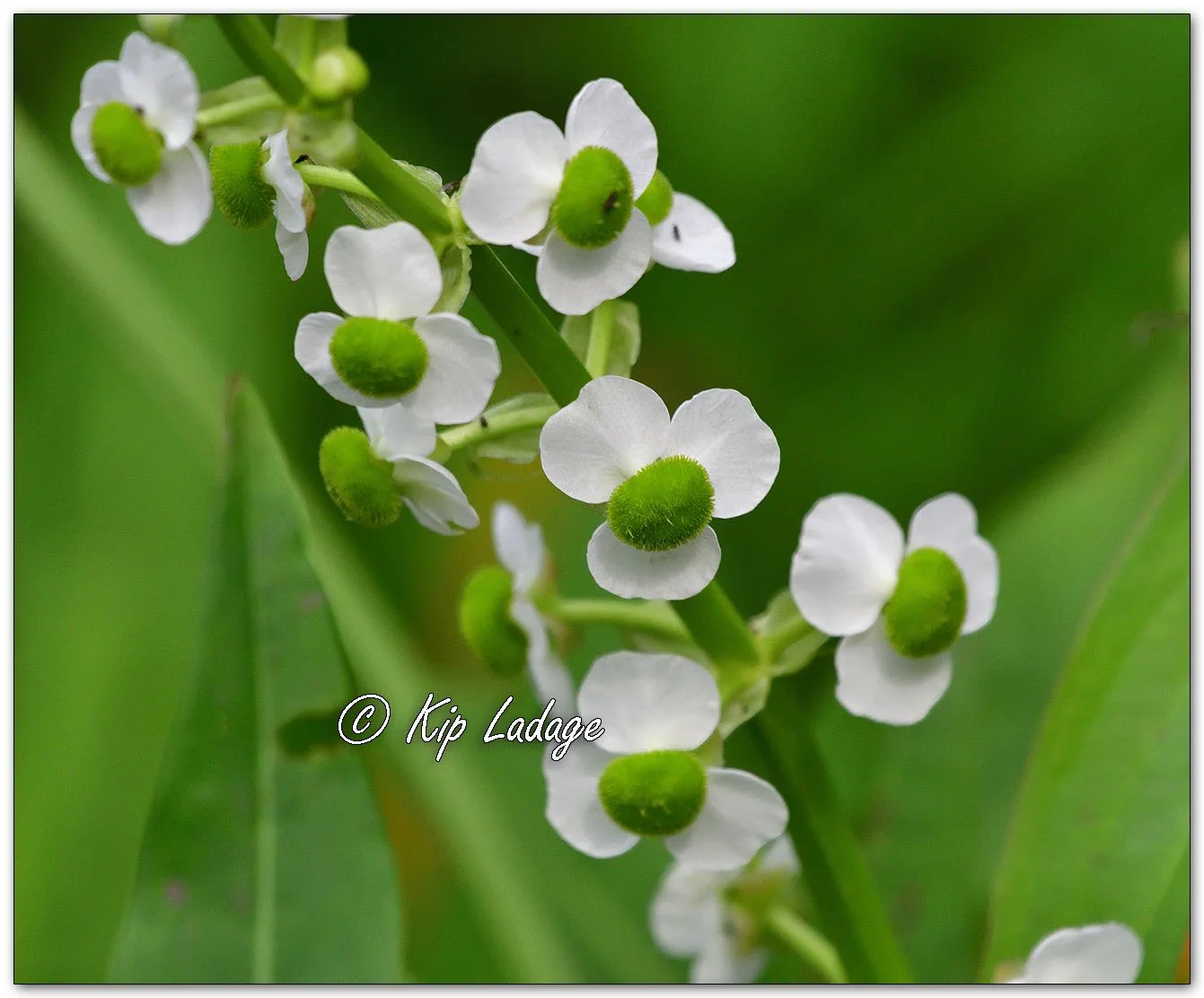 Broadleaf Arrowhead - Image 1142291