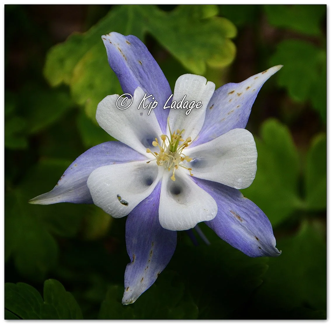 Colorado Blue Columbine - Image 1113470