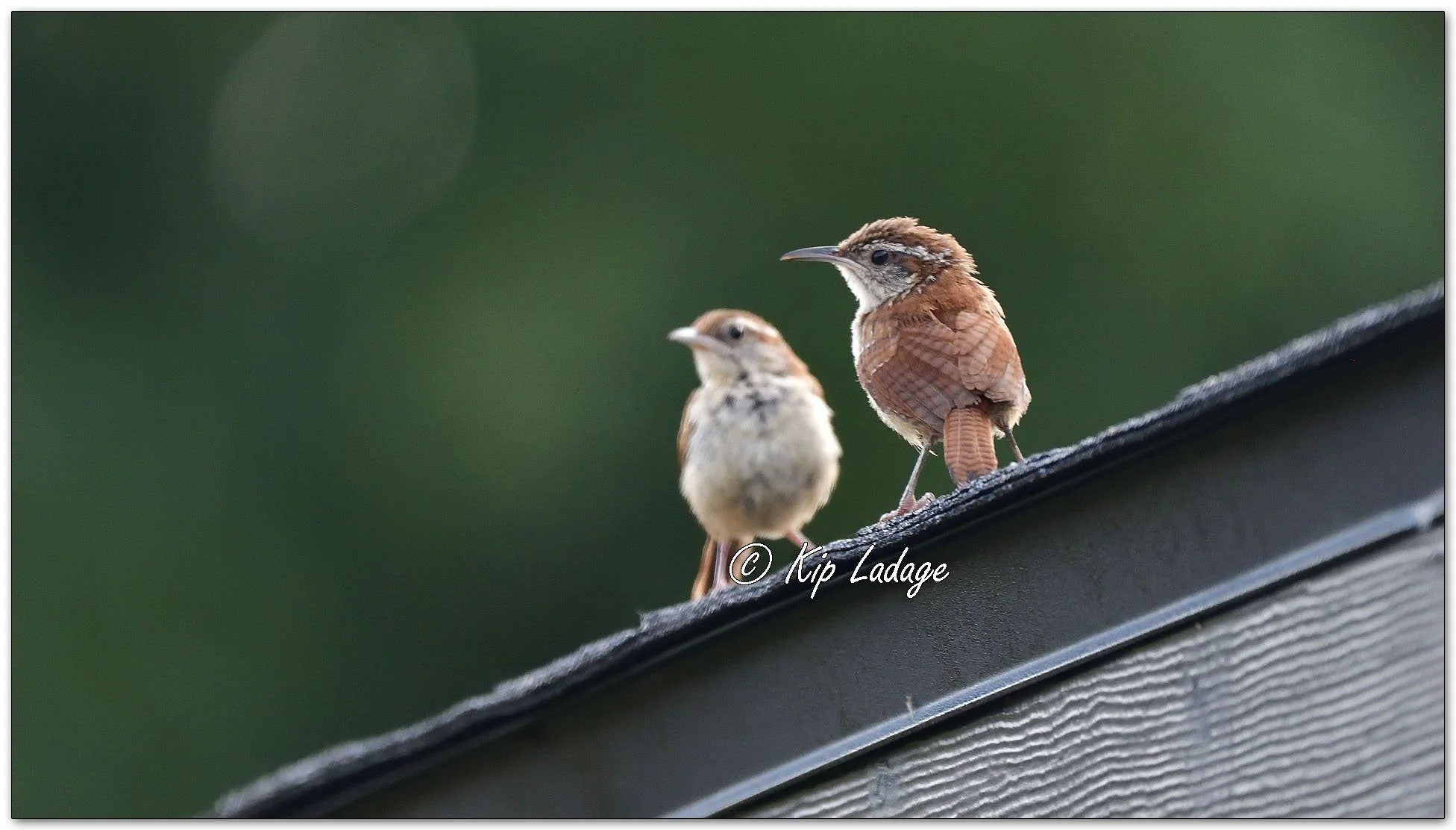 Carolina Wrens - Image DS1_0425