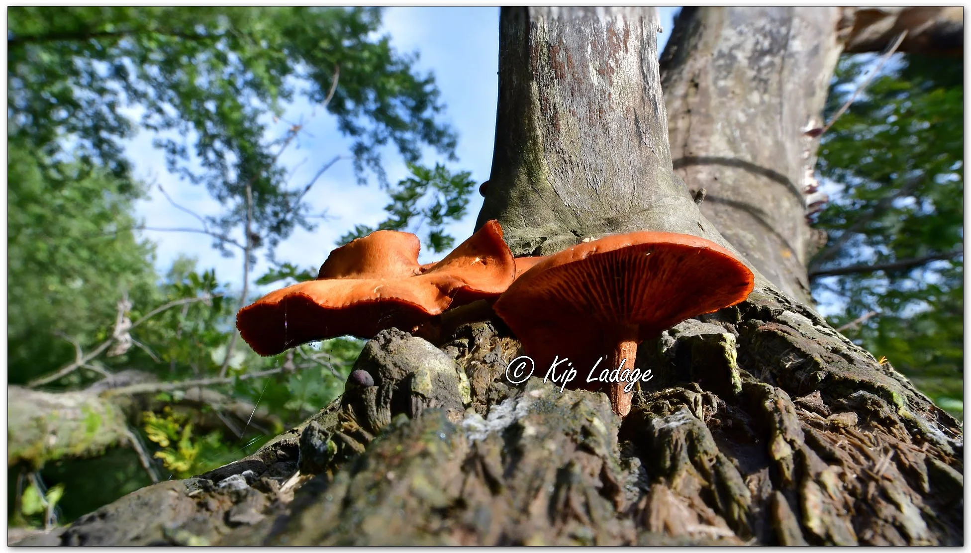 Cinnabar Polypore - Image 1148899fa