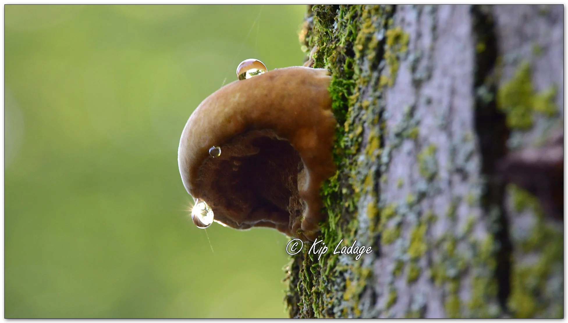 Fungus with Drop - Image 1130977