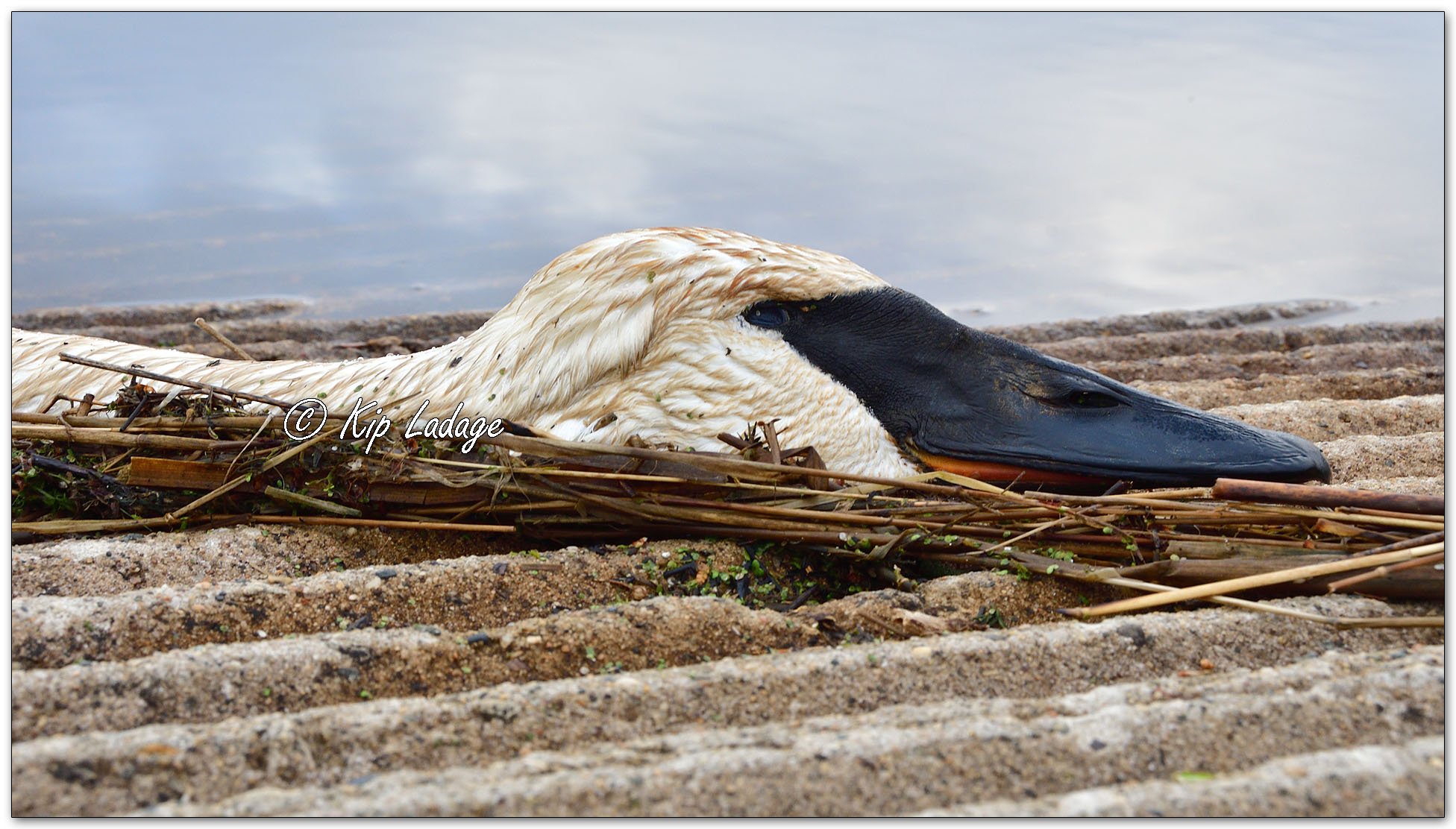 Dead Trumpeter Swan - Image 1085022
