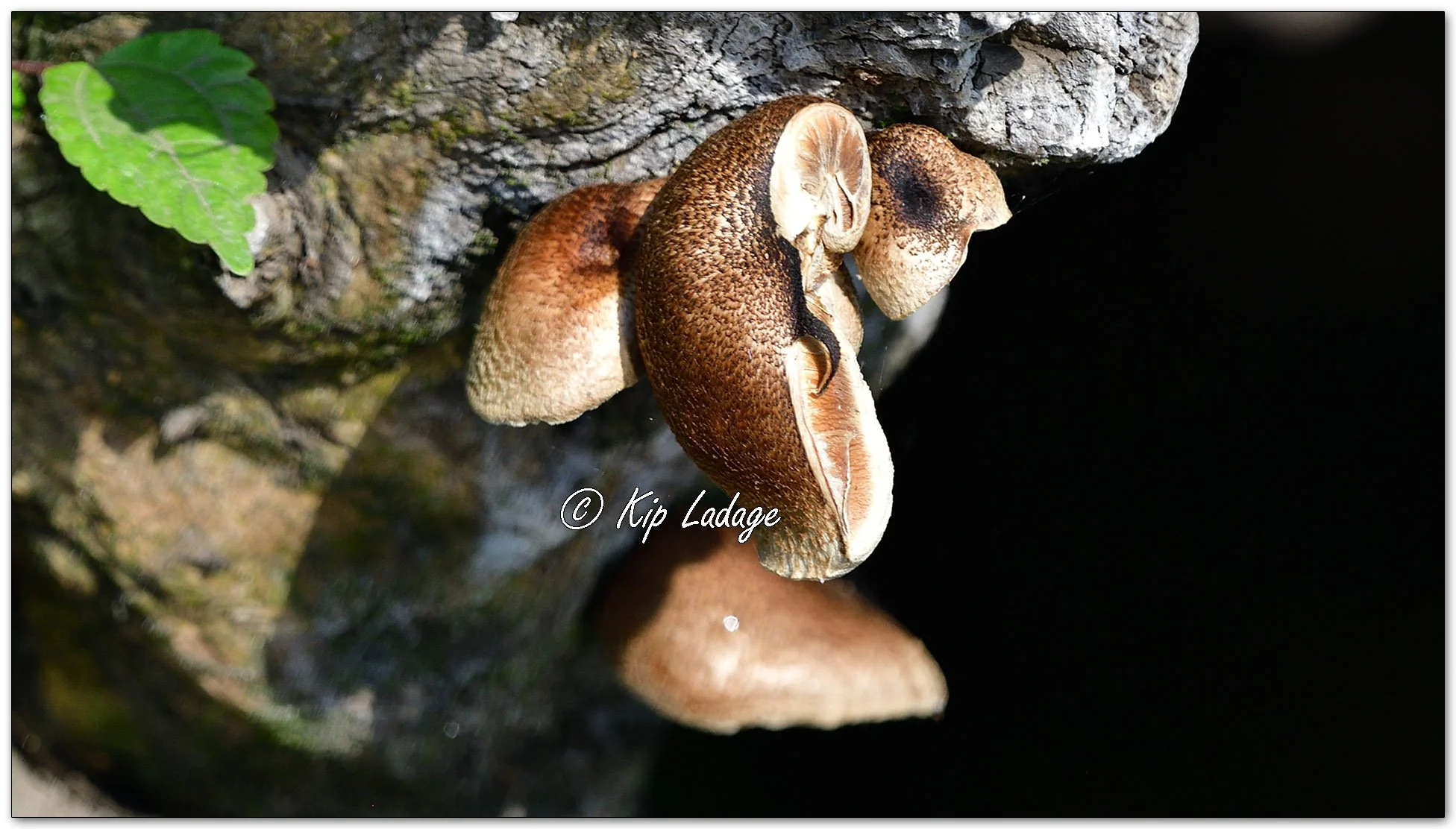 Tiger Sawgill Fungi - Image 1127978
