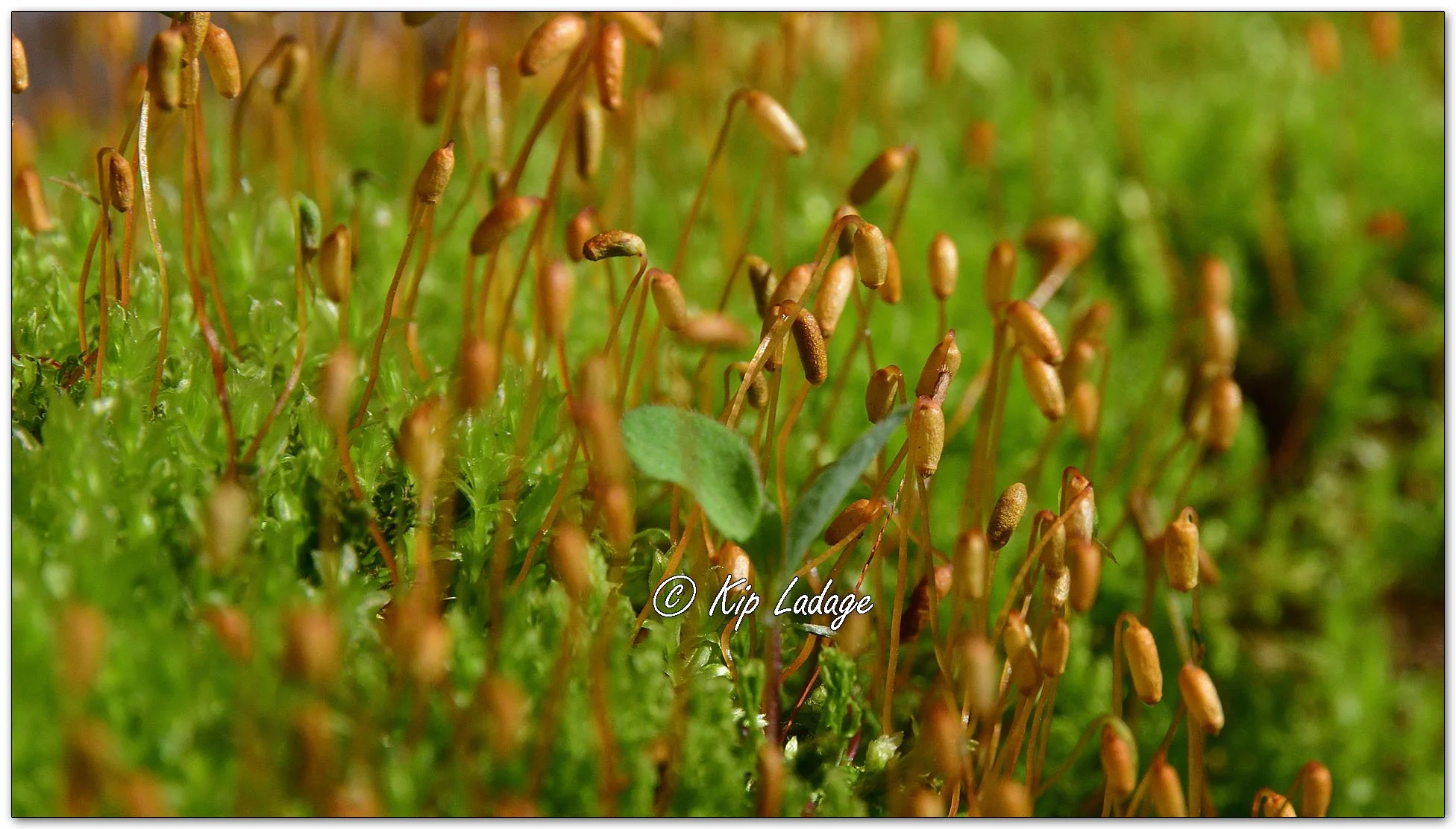 Moss - Image 1094563
