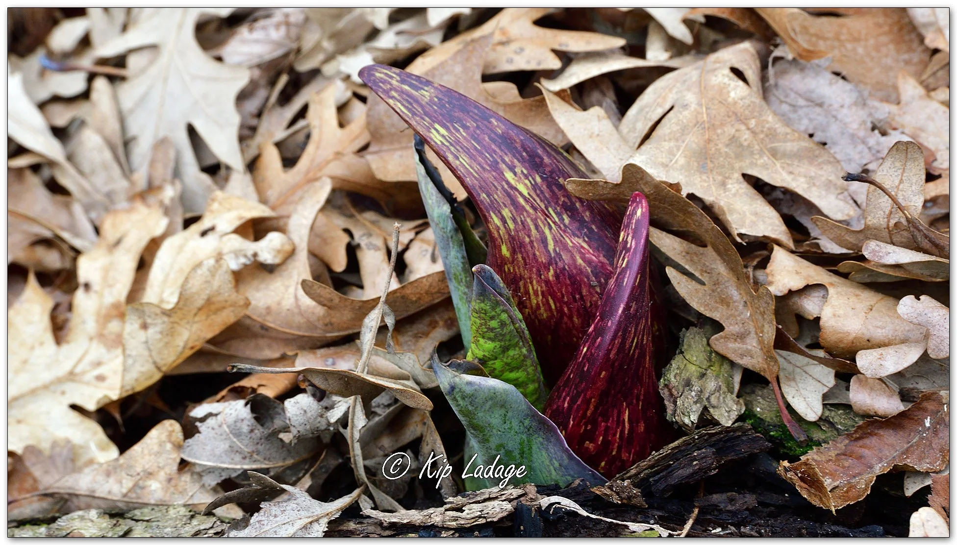 Skunk Cabbage - Image 1072451