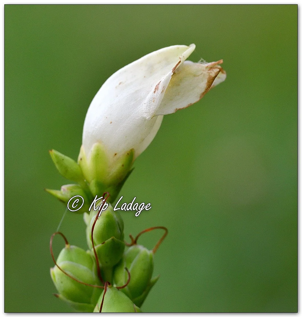 White Turtlehead - Image 1147593