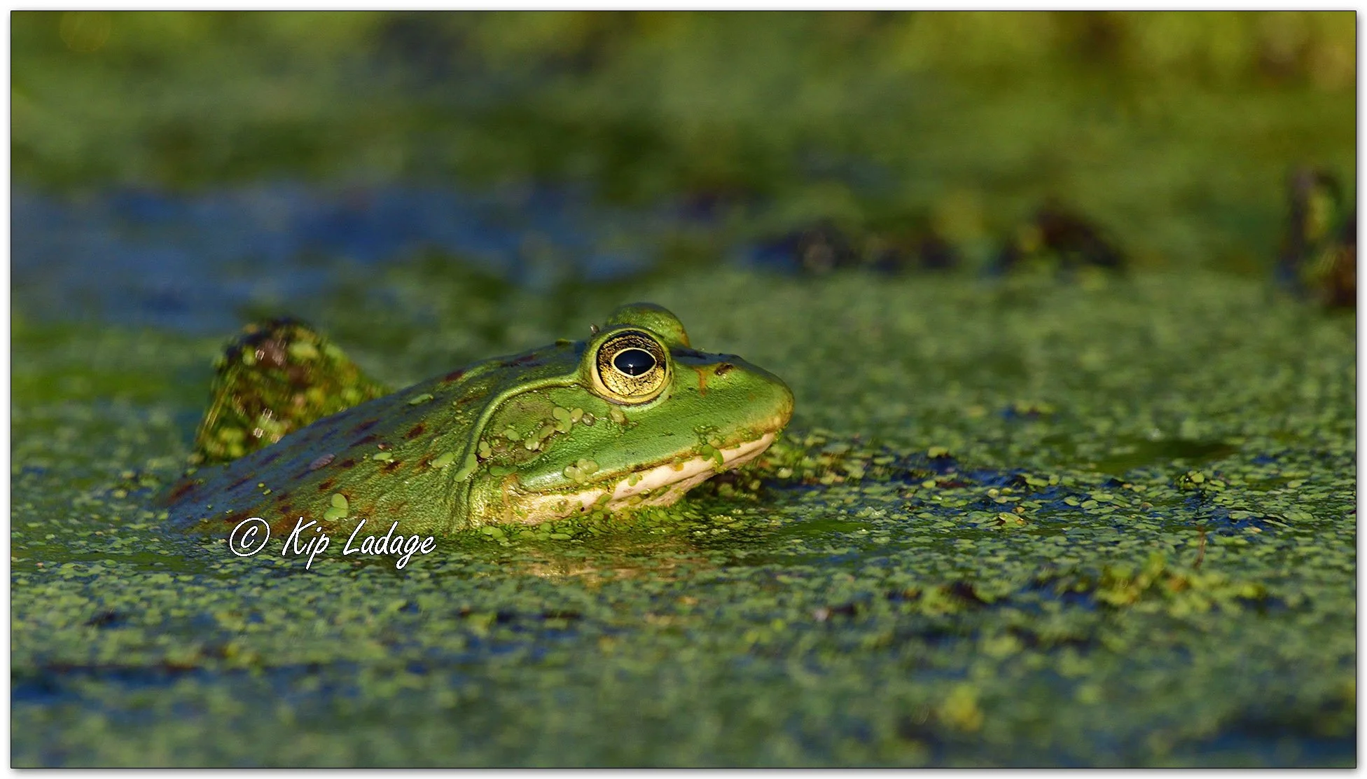 Bullfrog - Image 1124601