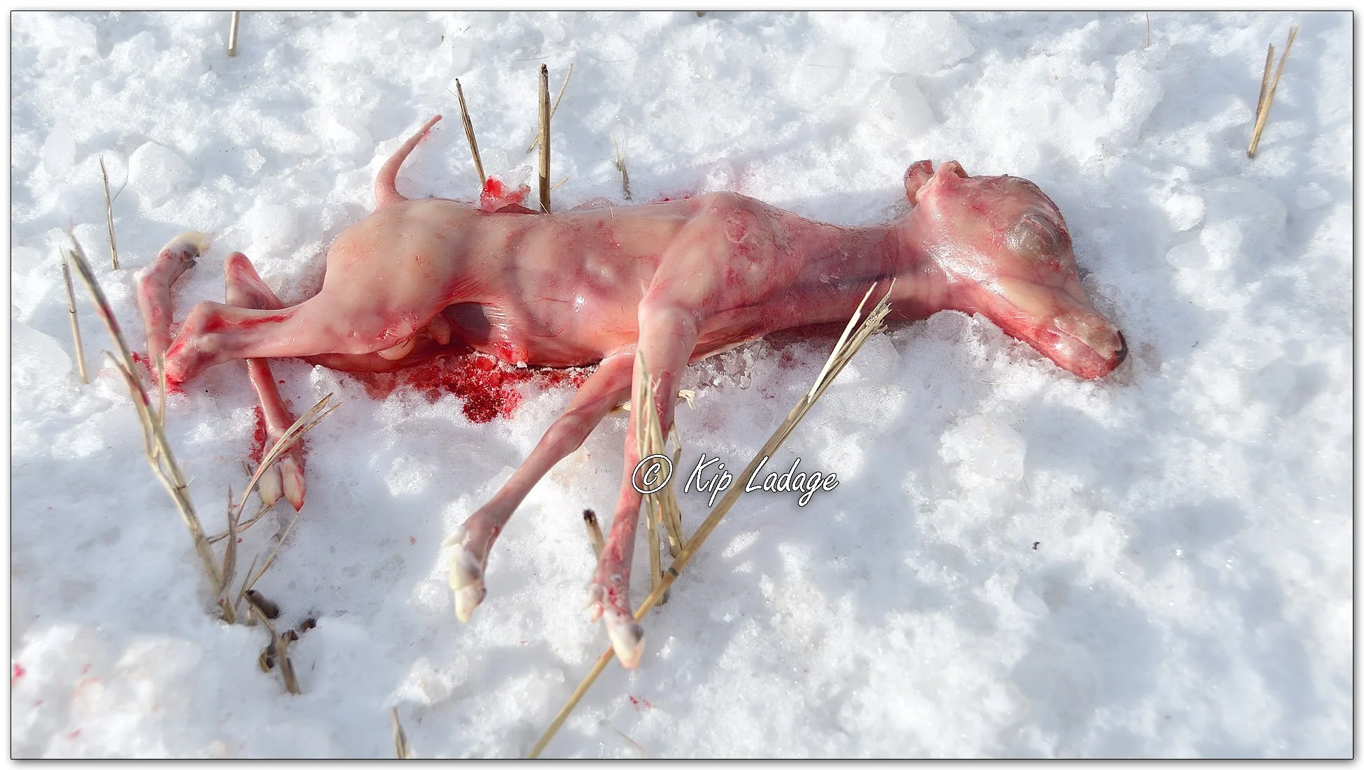 Dead Whitetail Deer Fetus - Image 1074243