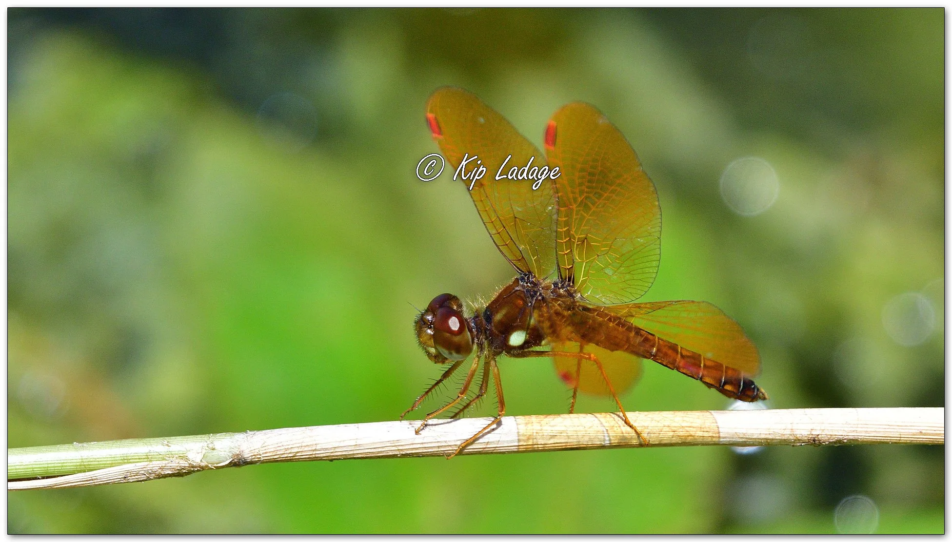 Eastern Amberwing Dragonfly - Image 1121581