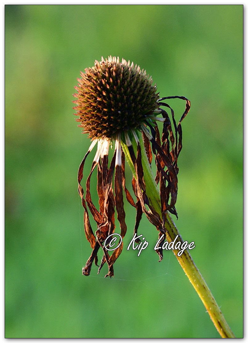 Dying Purple Coneflower - Image 1123375