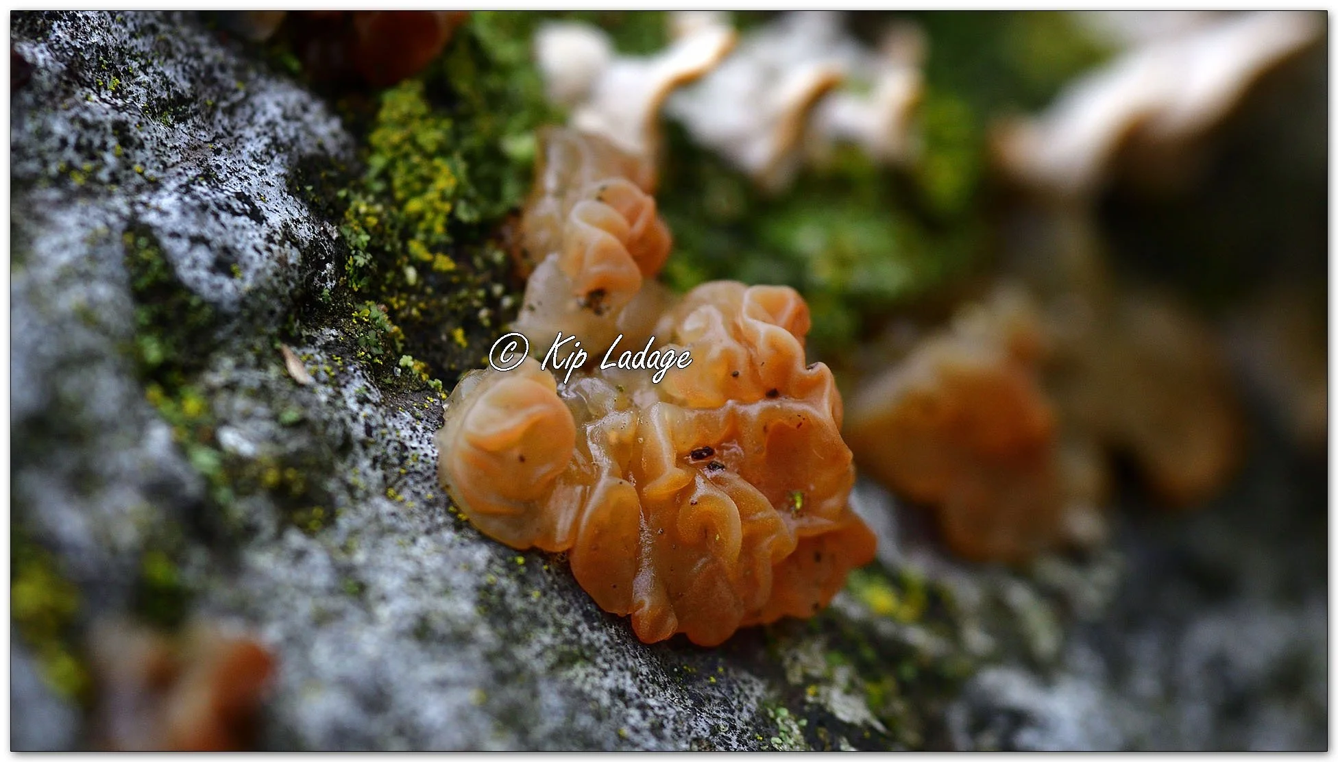 Jelly Fungus - Image 1141280