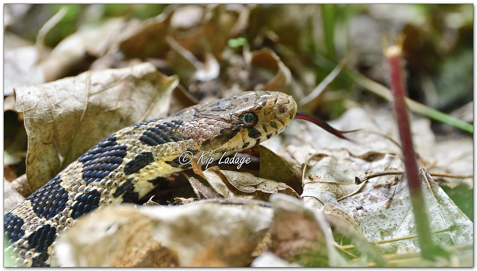 Fox Snake - Image 1100277