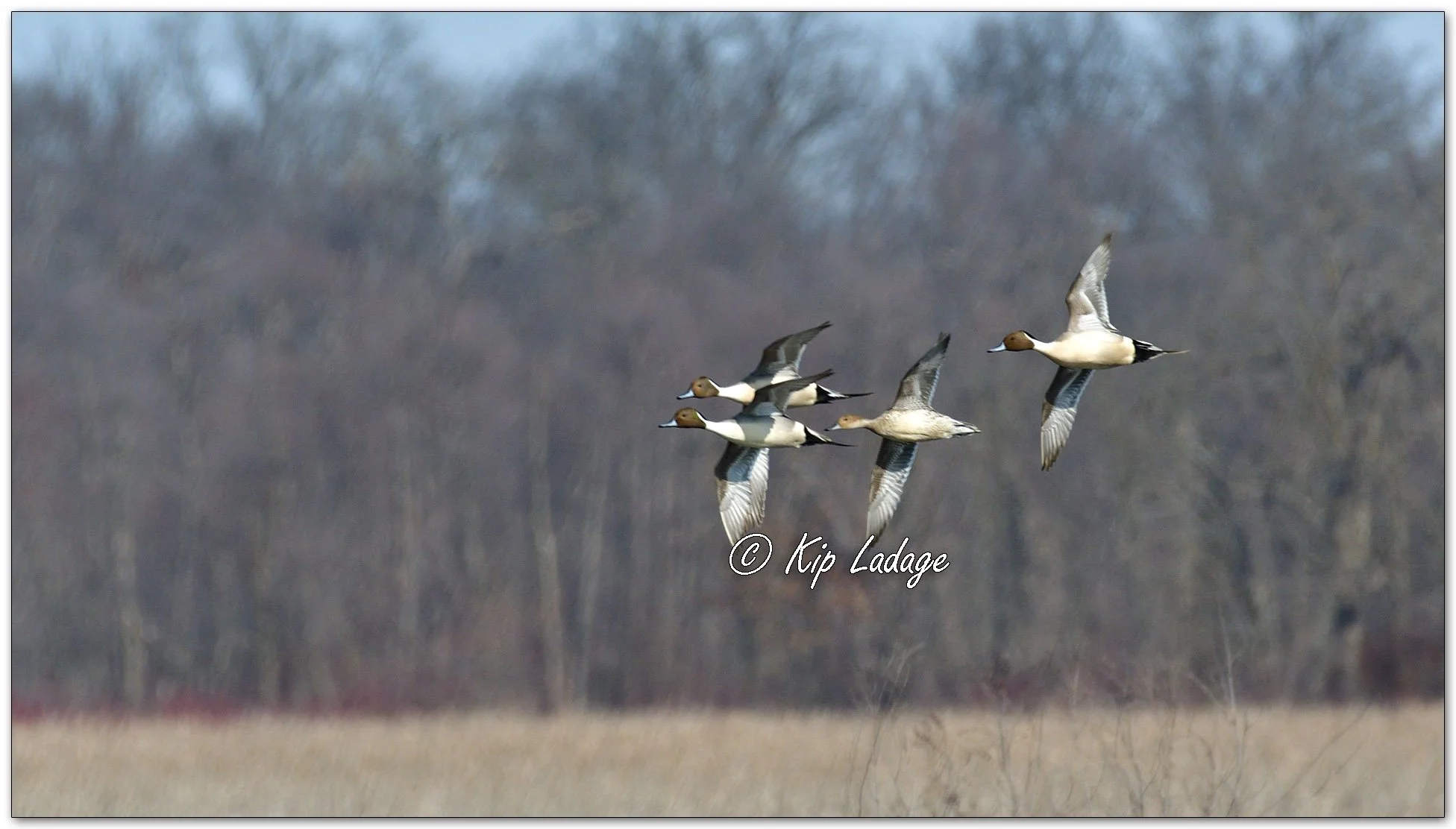 Northern Pintails in Flight - Image 1074462