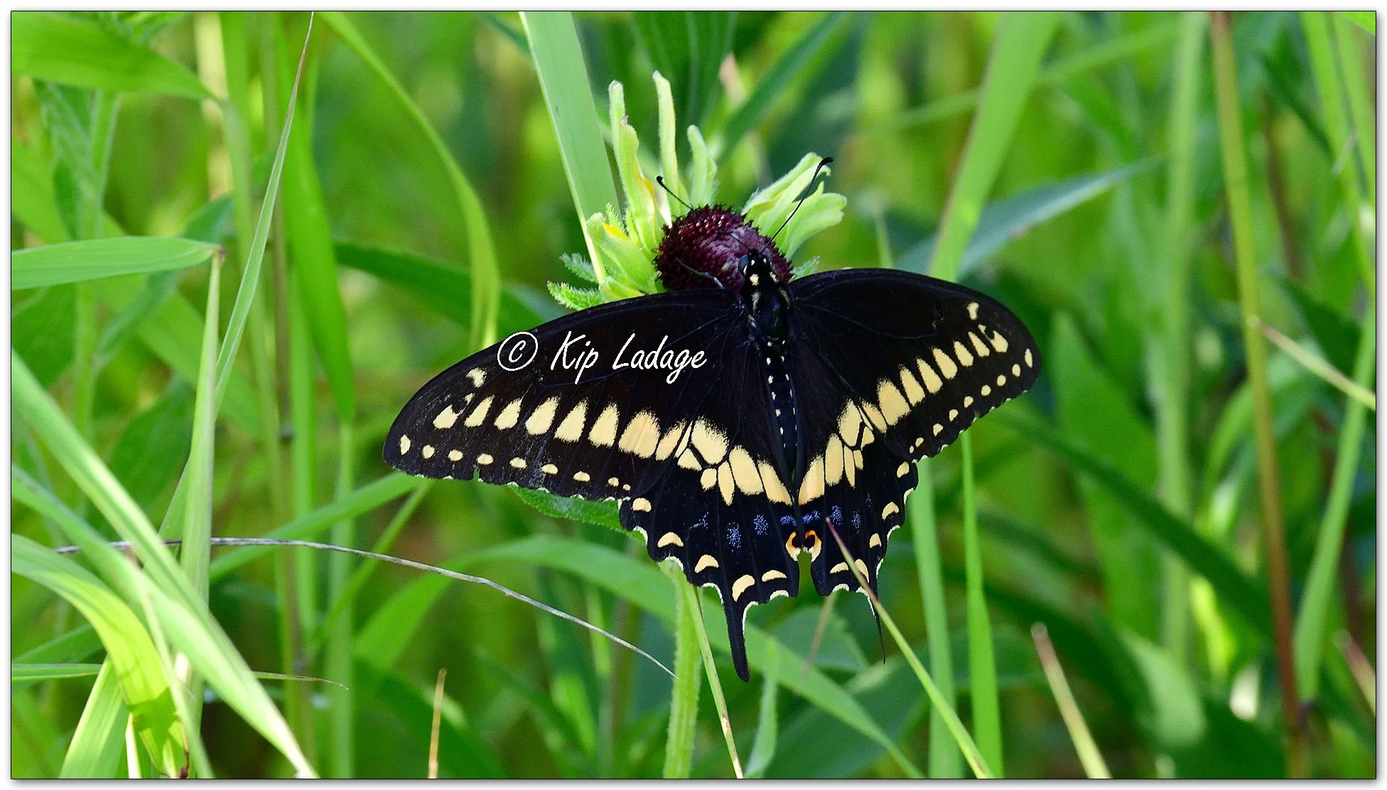 Black Swallowtail Butterfly - Image 1118178