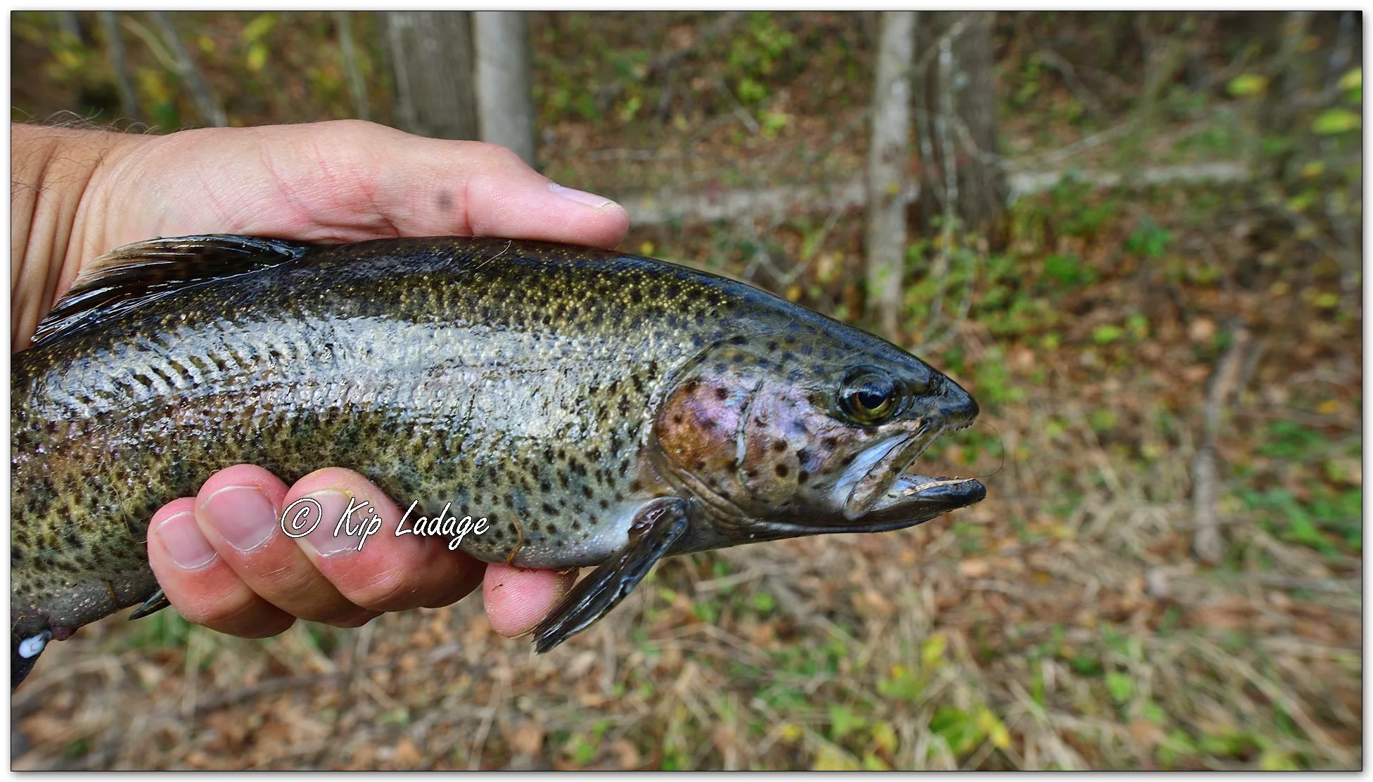 Rainbow Trout in Hand - Image 1167659