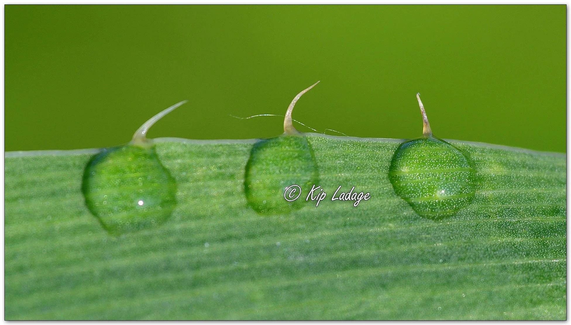 Dew Drops on Rattlesnake Master - Image 1099529