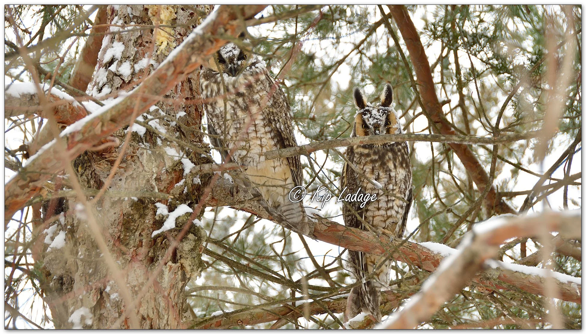 Long-eared Owls - Image 1058714