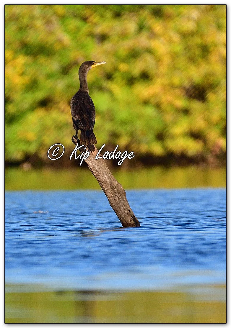 Double-crested Cormorant - Image 1160300