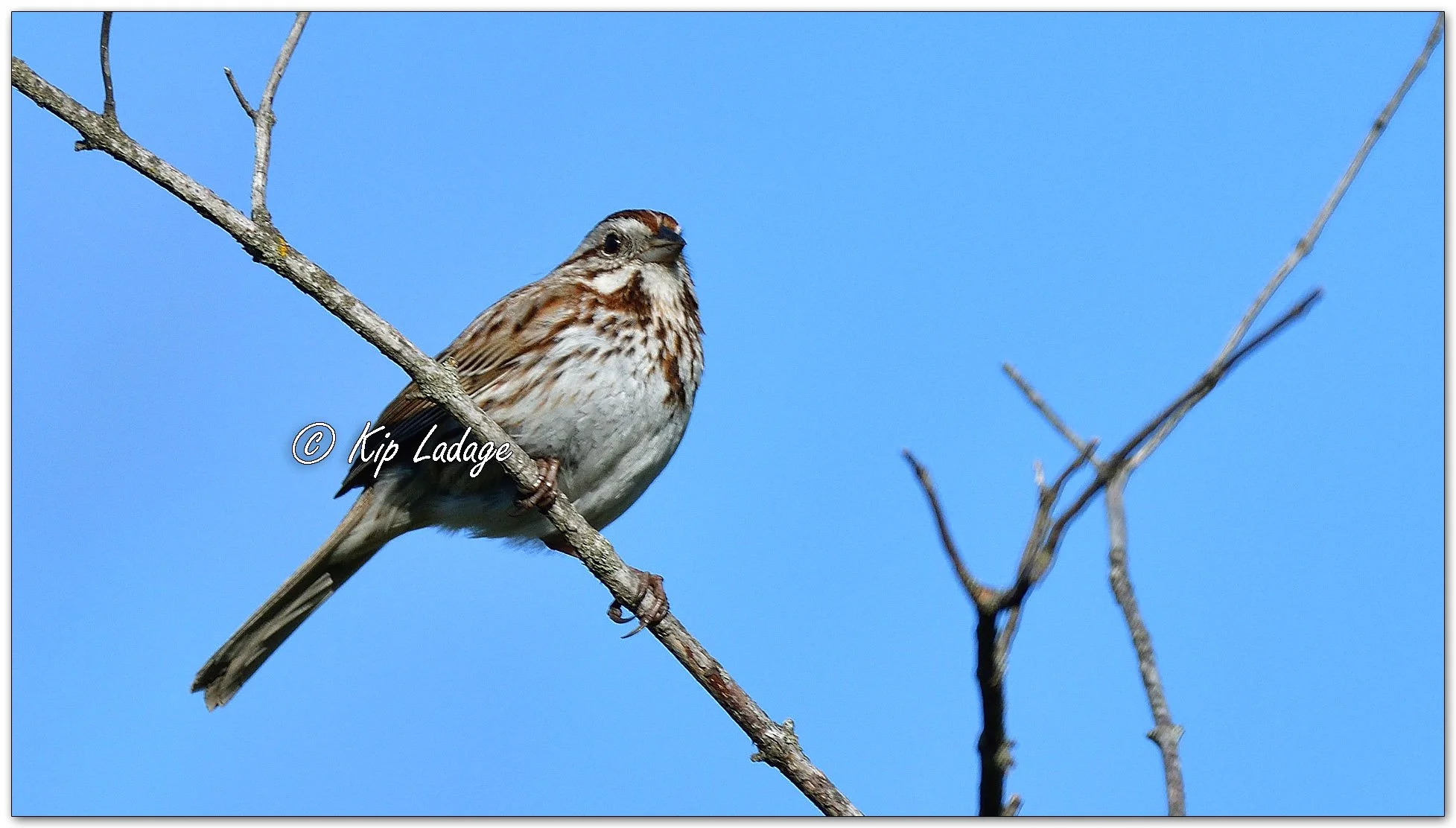 Song Sparrow - Image 1092991