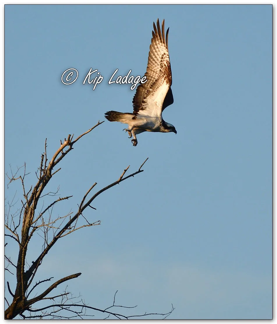 Osprey - Image 1160877