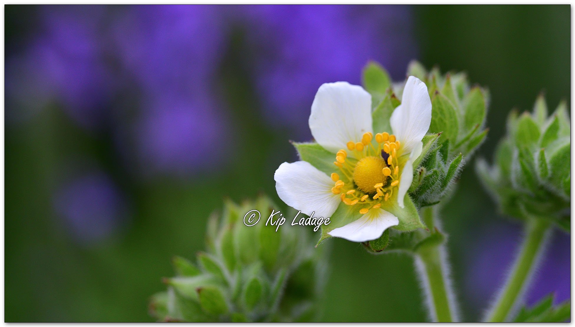 Tall Cinquefoil - Image 1117958