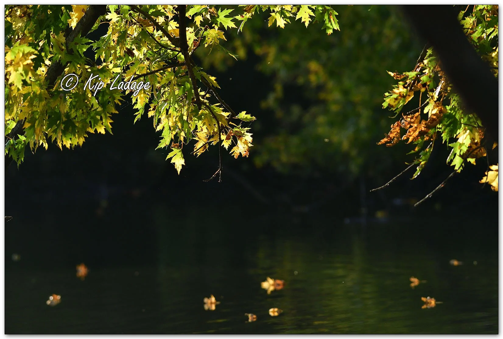 Autumn Leaves - Image 1162550