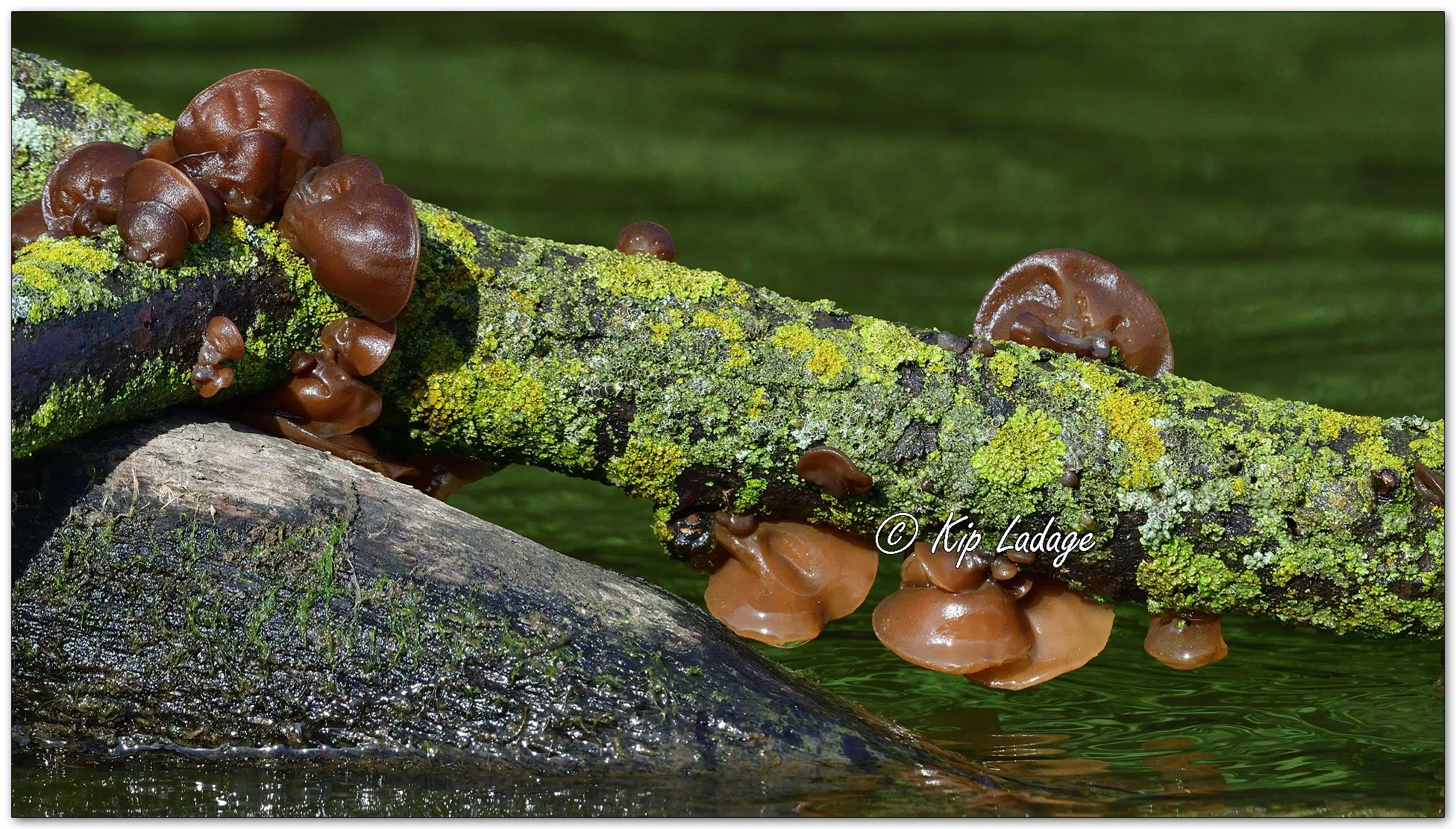 Jelly Ear Fungi - Image 1115748