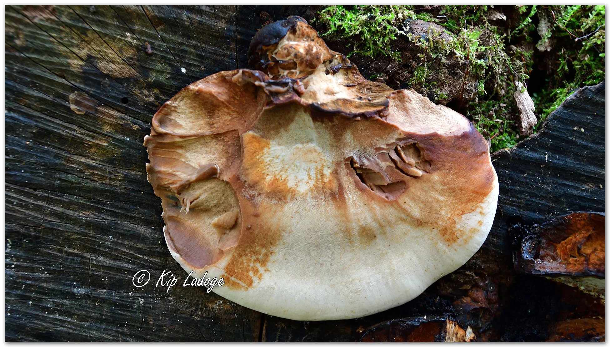 Resinous Polypore - Image 1163558