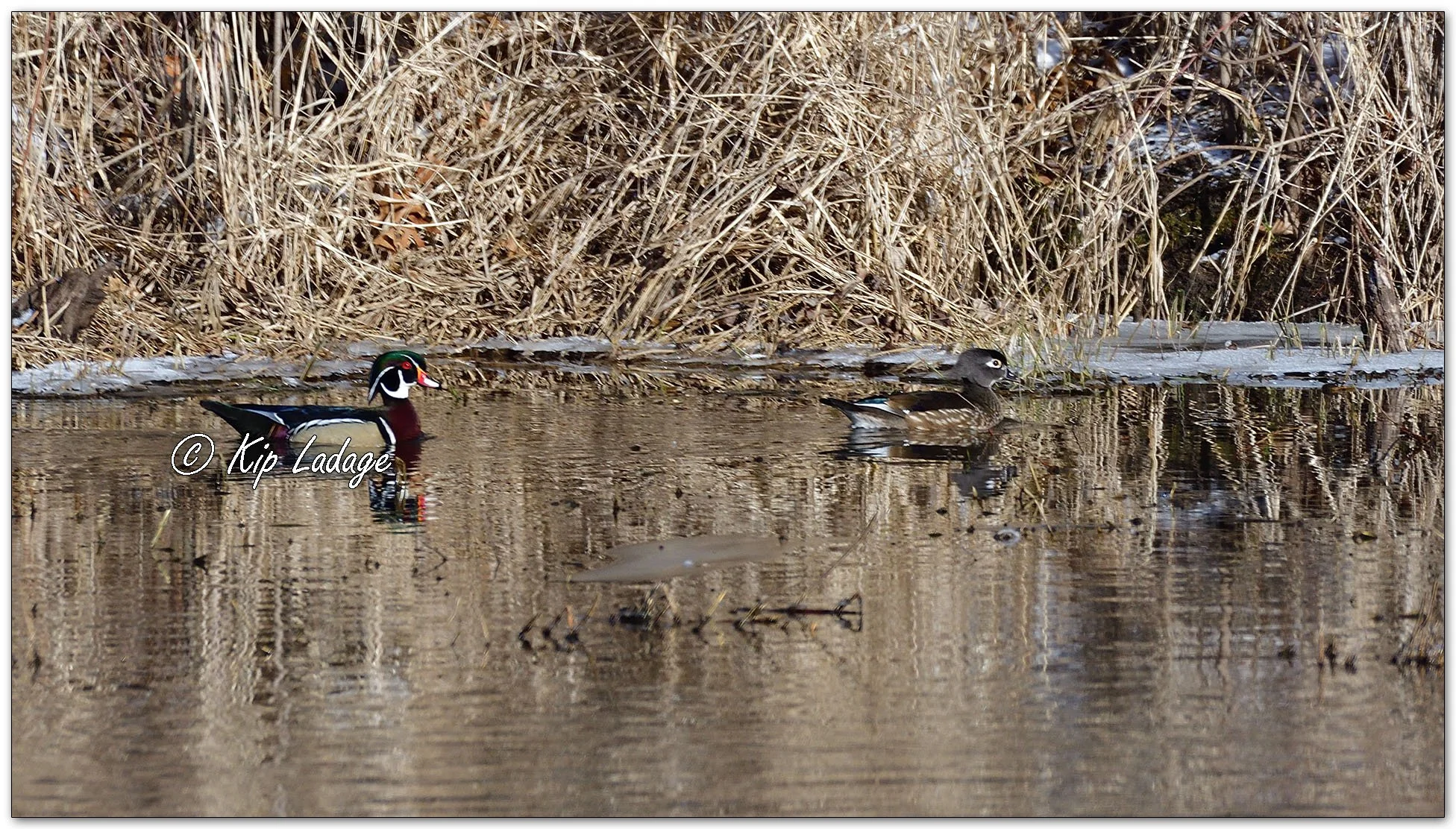 Wood Ducks - Image 1074739