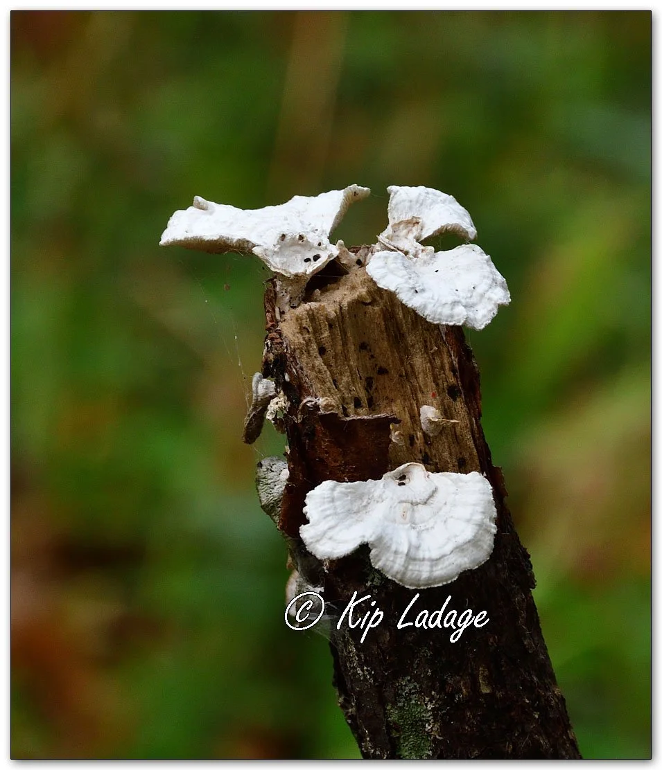 Little Nest Polypore - Image 1163510